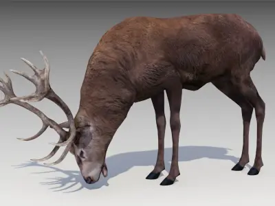 Red deer Low-poly 3D model