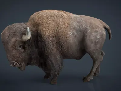 American bison Low-poly 3D model