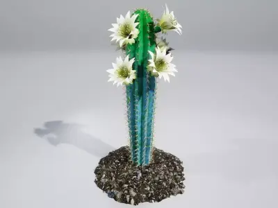 Cactus BF 3D model