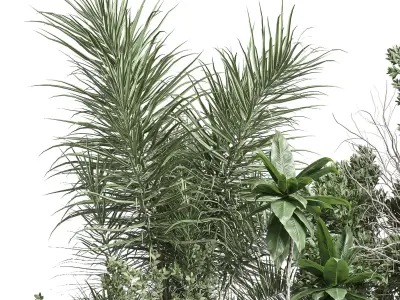 Indoor plant 461 concrete dirt vase plant palm fiucs tree pot 3D model