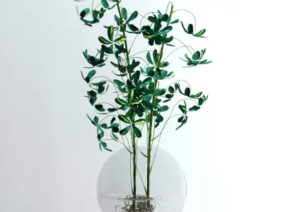 Schefflera Double 3D model