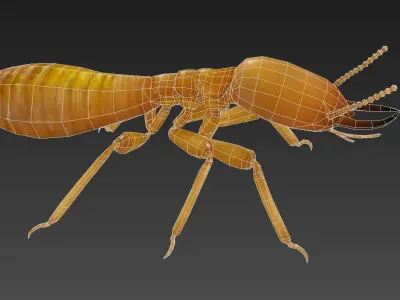 termite insect Low-poly 3D model