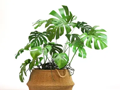 Monstera plant in wicker basket 3D model
