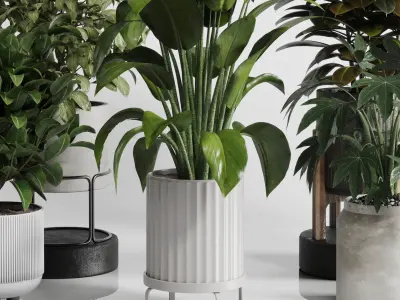 Indoor Outdoor plant Set 289 plant ficus rubbery 3D model