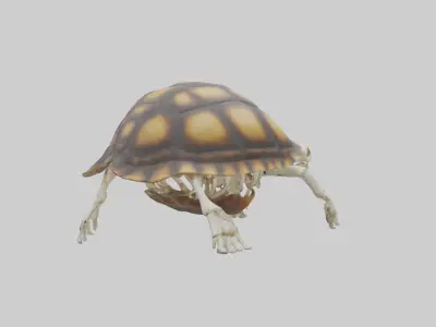 Tortoise Skeleton model Low-poly 3D model