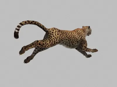 cheetah run 3D model
