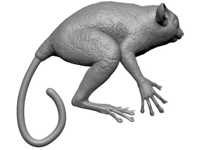 Tarsier Symmetrical 3D model