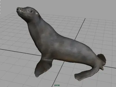 Realitic Seal  Low-poly 3D model