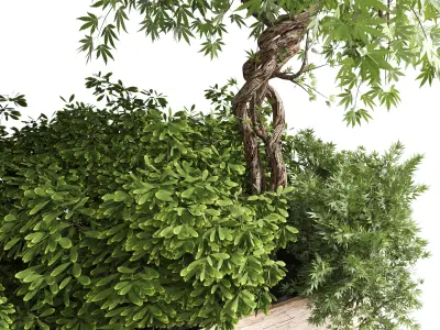 outdoor plant 18 in wood bax pot 3D model