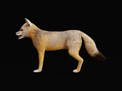 Kit Fox Low-poly 3D model