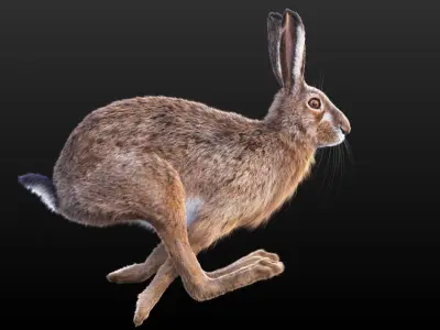 Hare RIG XGEN CORE 3D model