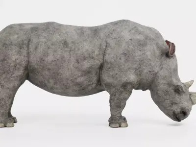-White Rhinoceros- 3D model
