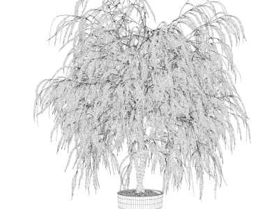 Ficus Ali 03 3D model