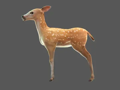 Sika deer   Elk  Water deer Low-poly 3D model
