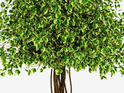 Tree ficus 002 3D model