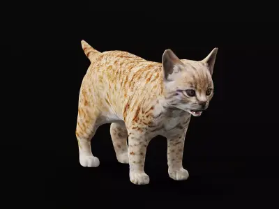 Bobcat Cub Red Lynx 3D model