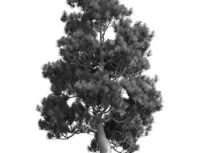 Decorative pine v2 3D model