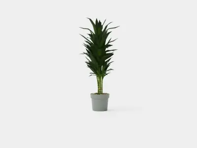Dracaena Janet Lind Low-poly 3D model purchase