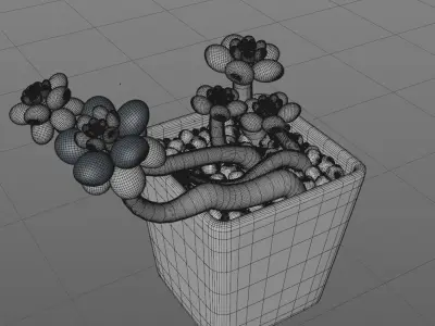 Pachyphytum Moonstone cute pink flower Low-poly 3D model