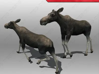 Moose Female Animated 3D model
