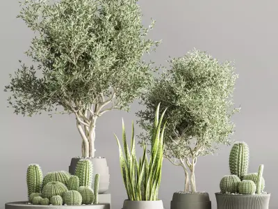 Cactus   Plant vol 02 3D model