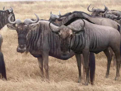 Wildebeest PRO Low-poly 3D model