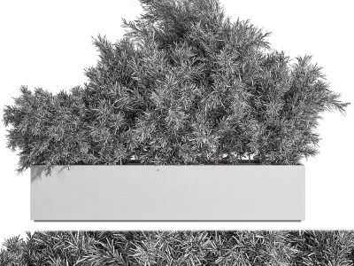 Outdoor Plants tree inConcrete Box 3D model