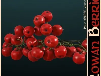 Rowan Berries 3D model