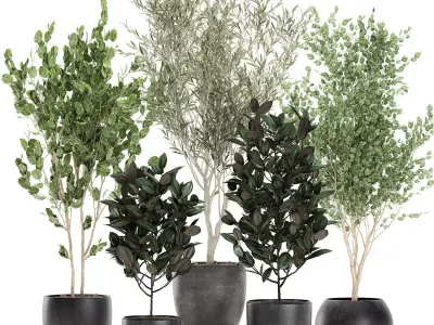 Trees in a black pot for the interior 701 3D model