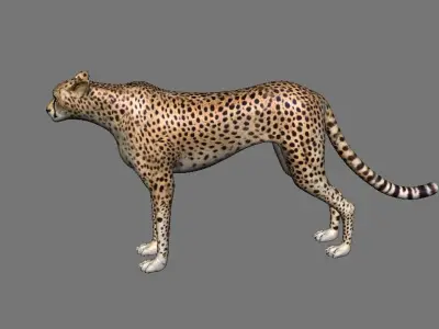 Leopard Panther Puma Jaguar Model Rig Low-poly 3D model