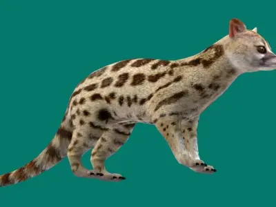 Genet Animal Game Ready Low-poly 3D model