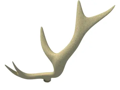 3D Deer Antler 3D model