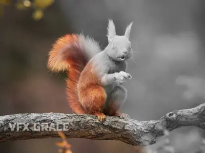 RedSquirrel Summer Animated VFX Grace 3D model