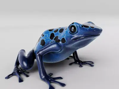 Blue Poison Dart frog 3D Model Low-poly 3D model