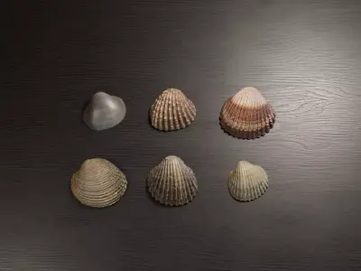 Sea shells collection Vol 2 Low-poly 3D model