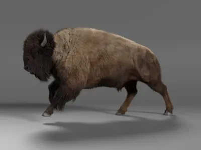 Bison Male Animated 3D model