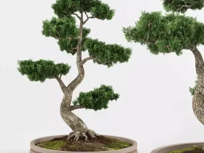 Bonsai tree 01 3D model