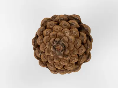Photorealistic 3D scan of pine conifer cone Low-poly 3D model