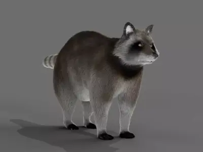 Fur Raccoon Grey NO Rigged in Blender Low-poly 3D model