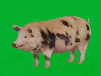 Oxford Sandy Forest Pig Animal Low-poly 3D model