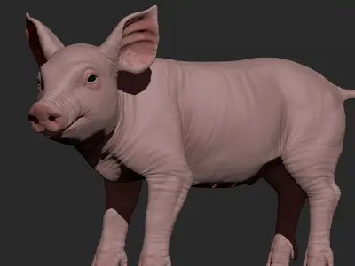 Highpoly Realistic Pig Sculpted in Zbrush 2019 3D model