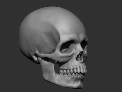 Skull Base Mesh 3D print model