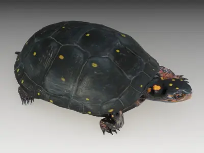 Spotted-turtle turtle Low-poly 3D model