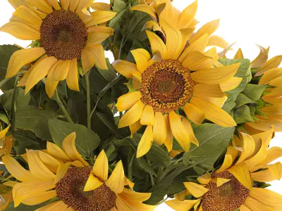 Bouquet Of Yellow Sunflowers In A Glass Vase 3D model