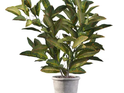 Croton in rustic pot 3D model