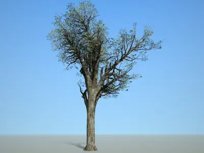 Broadleaf 004 Low-poly 3D model