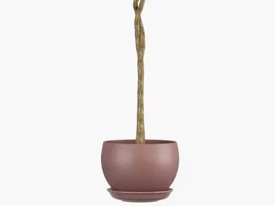 Ficus benjamina - two trees in a pot 3D model