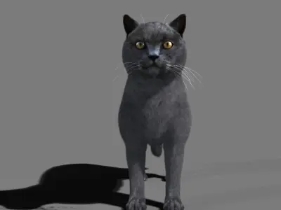Cat British 3D model