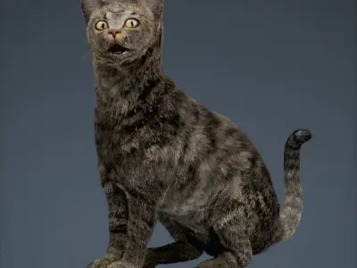 Rigged Domestic Cat 3D model