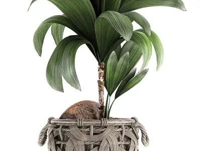 Cocos nucifera for the interior in basket 663 3D model